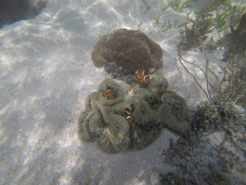 ダロコタン島　カクレクマノミ