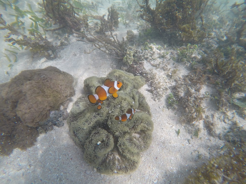 ダロコタン島　カクレクマノミ